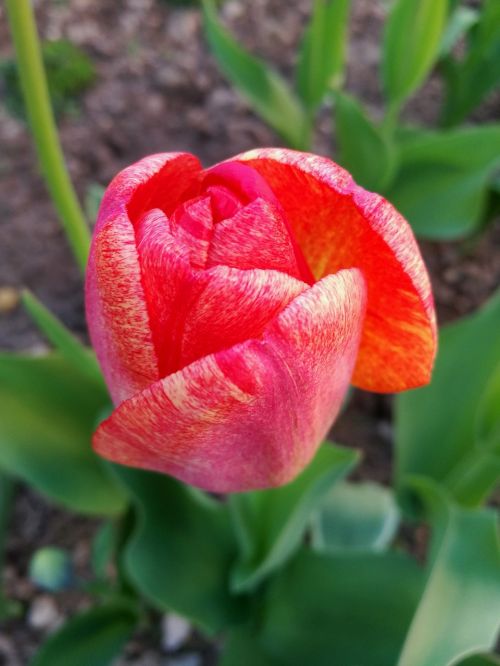 tulip macro closeup