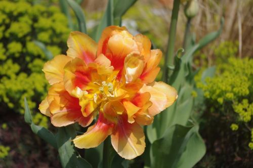 tulip close flower