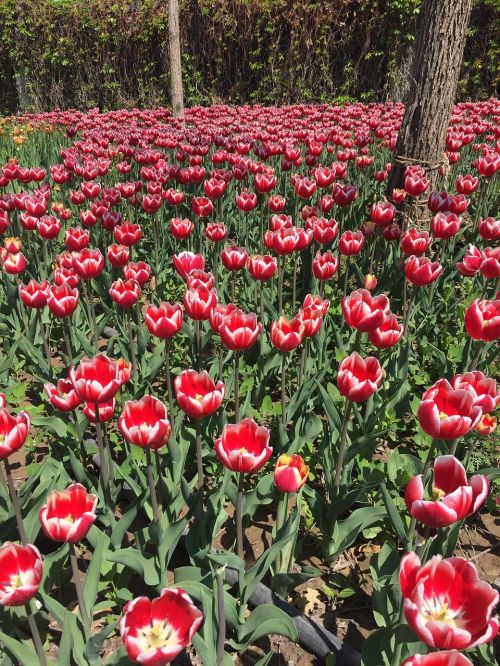 tulip flowers beautiful