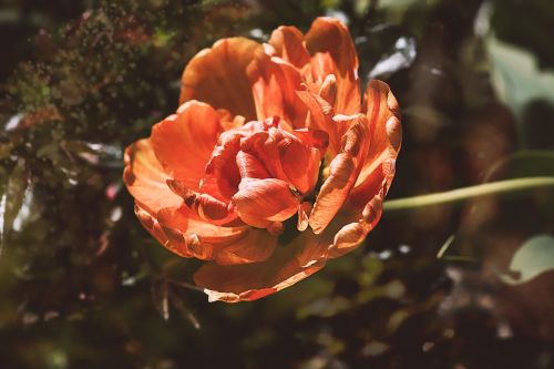 tulip flower orange
