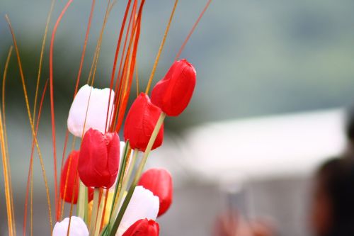 tulip flower isolated