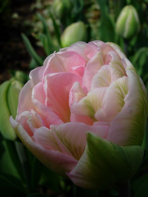 tulip tulip pink spring