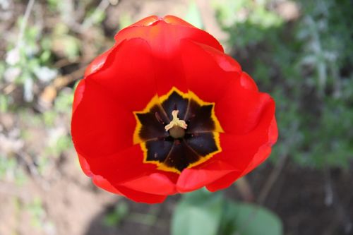 tulip blossom bloom