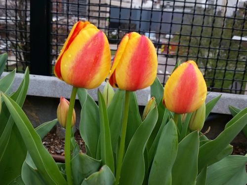 tulip yellow flower