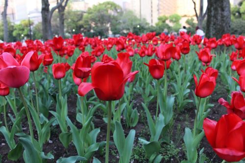 tulip flowers park