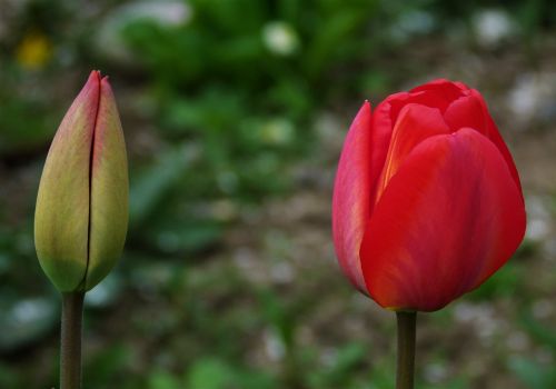 tulip tulips bud