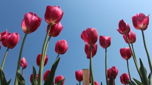 tulip flowers