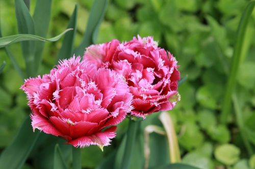 tulip dutch flower