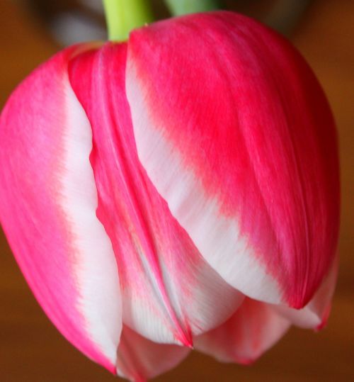 tulip pink flower close-up