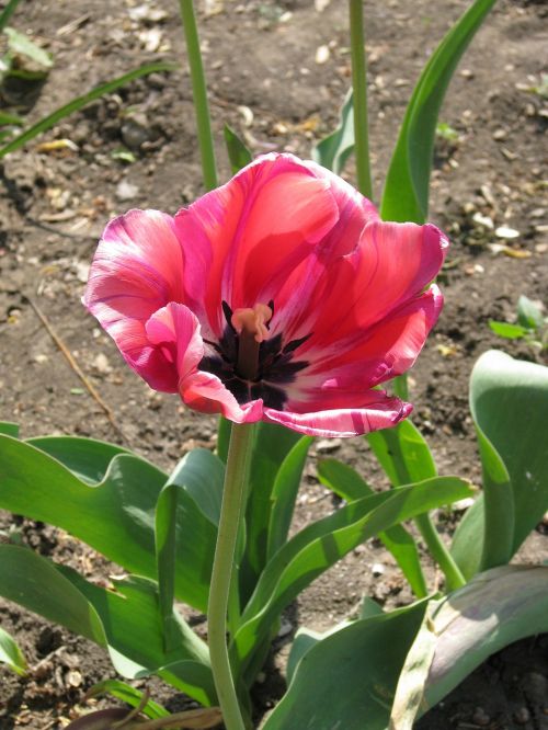 tulip pink flower spring
