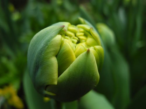 tulip green bloom