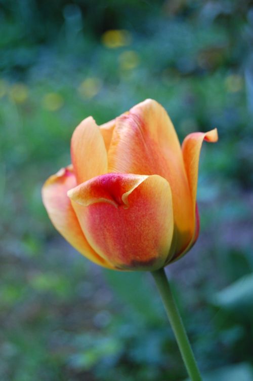 tulip flower flowers
