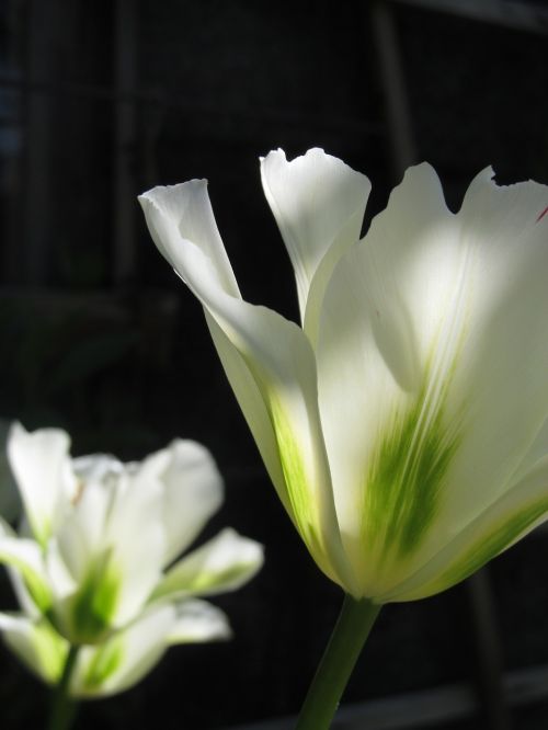 tulip spring spring flower