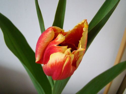 tulip red tulip flower