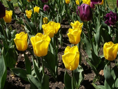 tulip flowers yellow