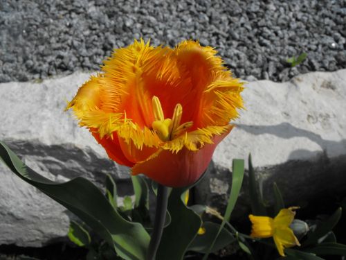 tulip flamed spring