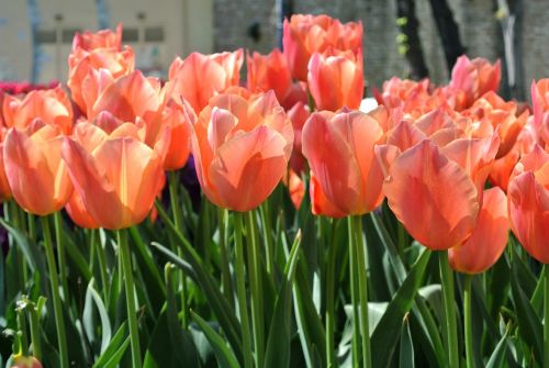 tulip flowers spring