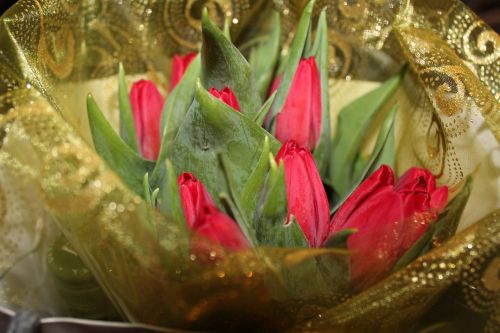 tulip vibe good luck