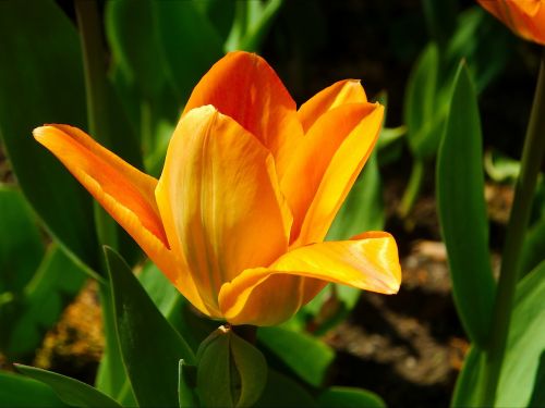tulip flower perennial