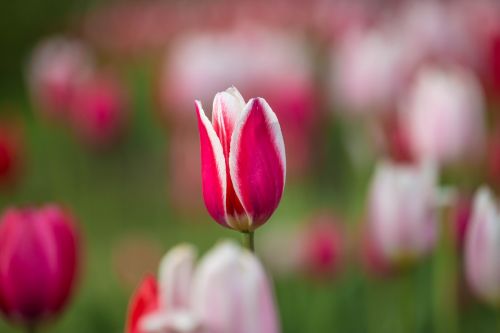 tulip terry closeup