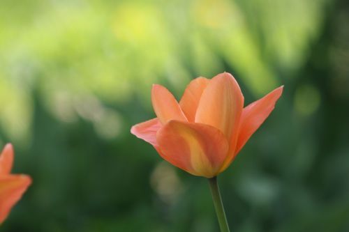 tulip depth of field orange