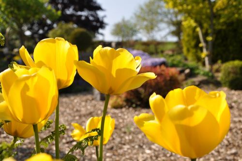 tulip flower plant