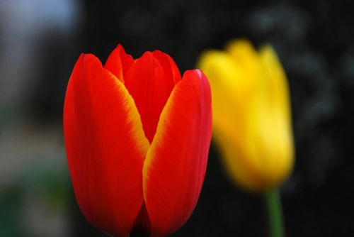 tulip flower nature