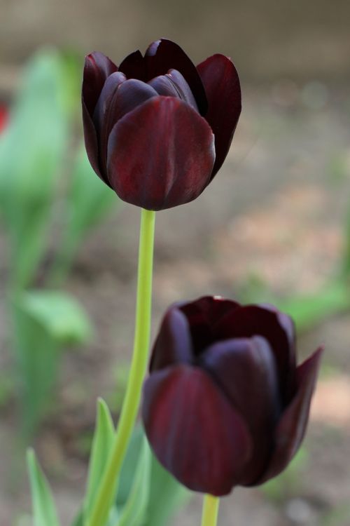 tulip flowers garden
