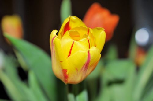 tulip flower nature