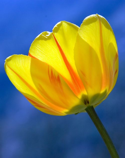 tulip yellow spring