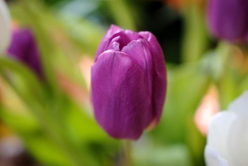 tulip purple nature