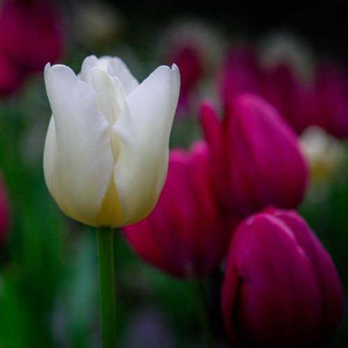 tulip language of flowers light