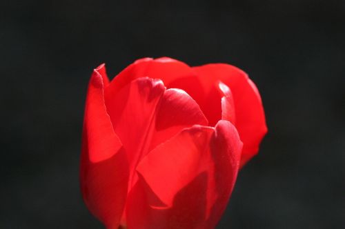 tulip backlight flower