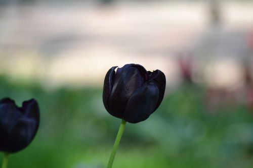 tulip flower nature