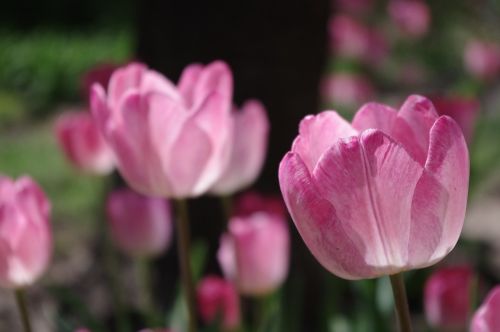 tulip garden flower