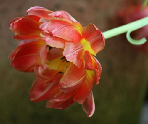 tulip tulips spring