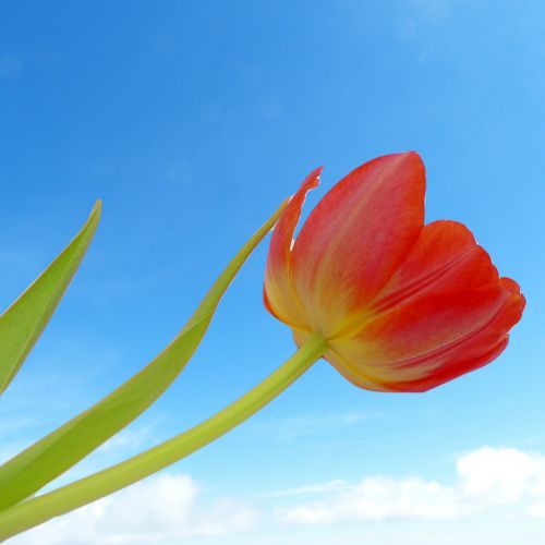 tulip flower sky