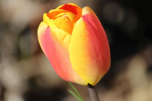 tulip pink-yellow flowers