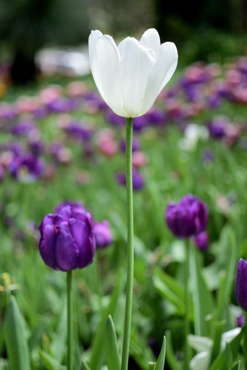 tulip flower flora