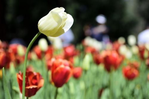 tulip plant flora