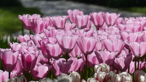 tulip flower garden