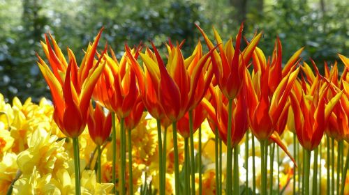 tulip garden keukenhof