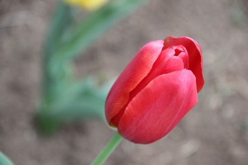 tulip flower red