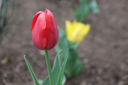 tulip flower red