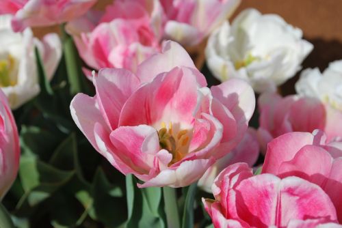 tulip pink pretty