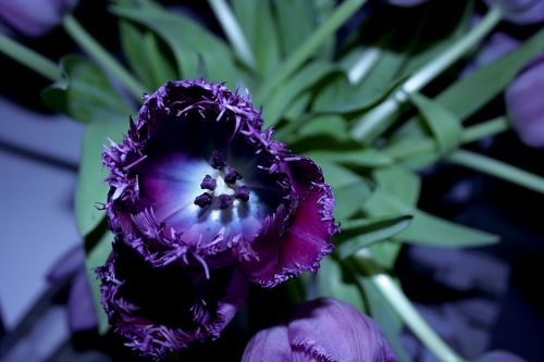 tulip flower violet