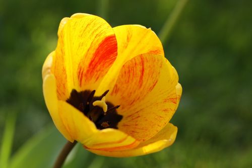 tulip spring flowers yellow