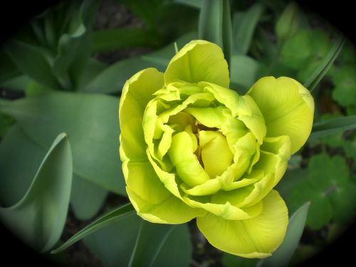 tulip spring flower