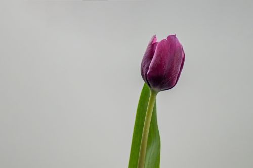 tulip flower nature