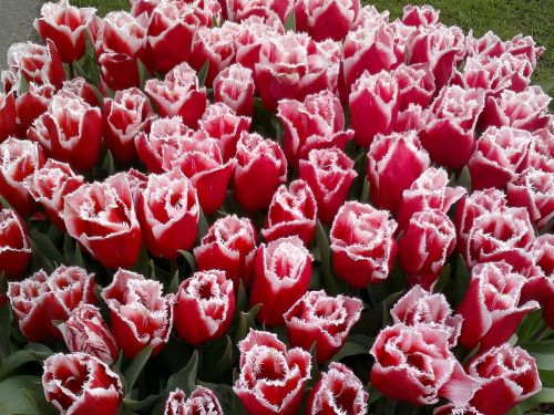 tulip red dutch tulips